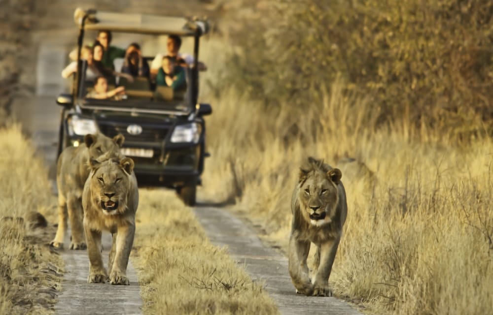 kruger-national-park-south-africa-safari-game-drive-lions